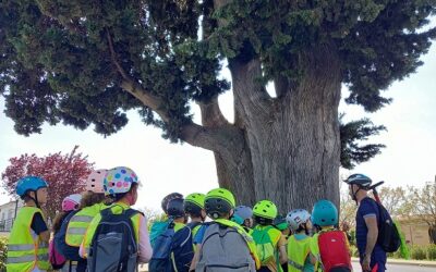 À la découverte des arbres remarquables