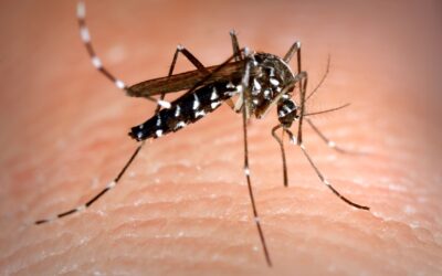 Moustiques : mal aimés, mais essentiels à l’équilibre de la biodiversité