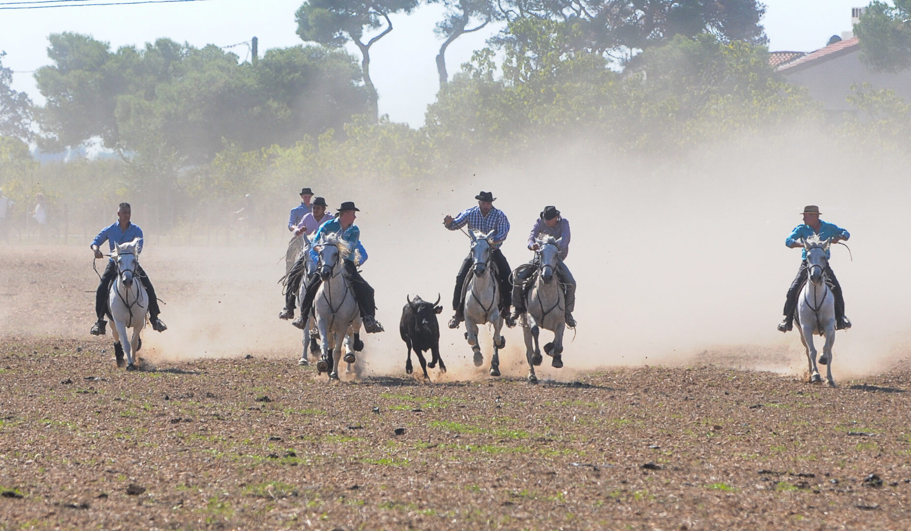 Ferrade en piste par le Club Taurin Lou Tau