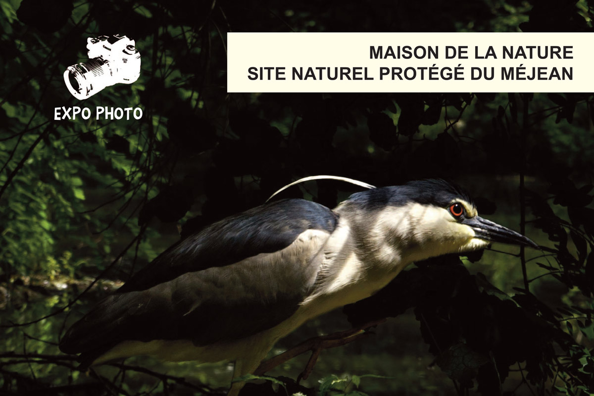 Exposition photo : « Ripisylve » par Yann Raulet